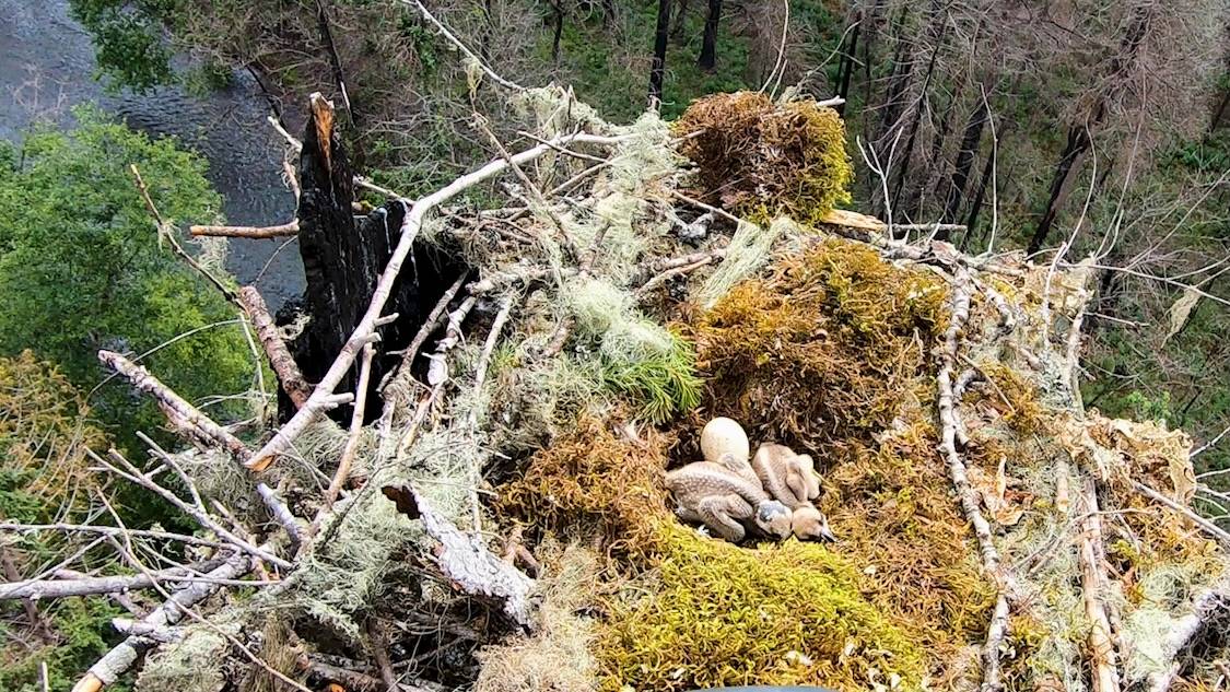 Securing hatchlings (51390270780) by Oregon Department of Transportation is licensed under CC BY 2.0.
